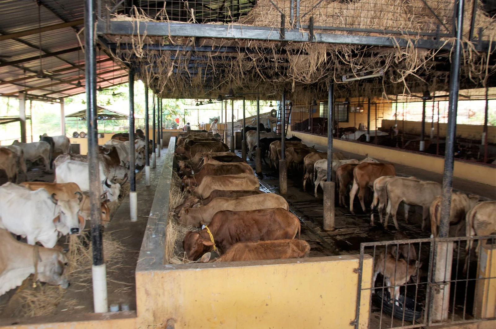 cow-shed-3
